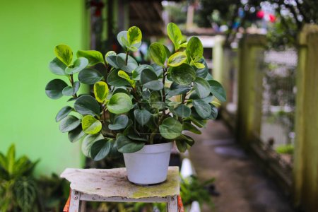 Téléchargez les photos : Peperomia vert (Baby Rubber Plant, Peperomia Obtusifolia) sur pot blanc avec fond flou dans la cour arrière. - en image libre de droit