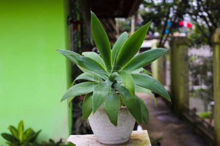 Photo for Agave attenuata plant on white pot with blurred background in the backyard. Agave attenuata also known as swan's neck agave, foxtail or lion's tail. - Royalty Free Image