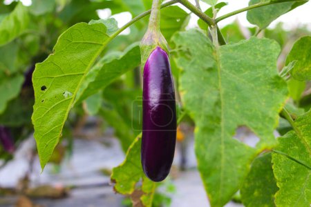 Photo for Organic Long purple eggplant growing on tree in Indonesia local fields. - Royalty Free Image
