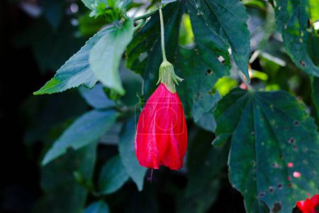 Photo for Close-up view of red wax mallow on tree in the garden. Wax mallow also known as Malvaviscus arboreus, sleeping hibiscus, manzanilla, manzanita, and ladies teardrop plant. - Royalty Free Image