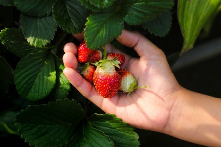 Hand holding a group of bad quality of strawberry in Indonesia Strawberry Garden.