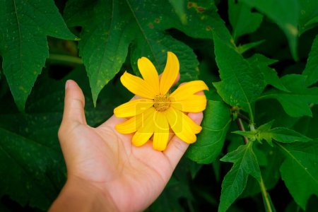 Hand hält mexikanische Sonnenblume (Tithonia diversifolia) mit grünen Blättern im Garten. Diese Blume auch als Kipait, Paitan, Tithonia diversifolia, japanische Sonnenblume und Nitobe Chrysantheme bekannt.