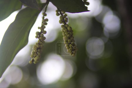 Foto de Vista de cerca de los frutos de Buni atau wuni (Antidesma bunius) en ramas de árboles con fondo borroso en el jardín - Imagen libre de derechos