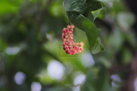 Photo for Close-up view of Buni atau wuni fruits (Antidesma bunius) on tree branches with blurred background in the garden - Royalty Free Image