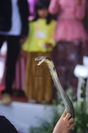 Foto de Encantador serpiente está jugando su rey cobra serpiente - Imagen libre de derechos