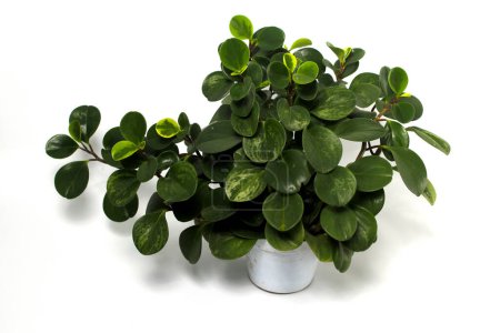 Téléchargez les photos : Peperomia vert (Baby Rubber Plant, Peperomia Obtusifolia) sur pot blanc isolé sur fond blanc. - en image libre de droit