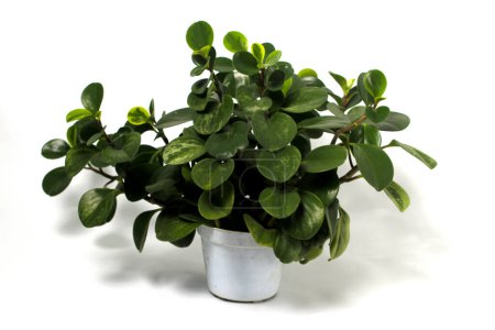 Photo for Green peperomia plant (Baby Rubber Plant, Peperomia Obtusifolia) on white pot isolated on white background. - Royalty Free Image