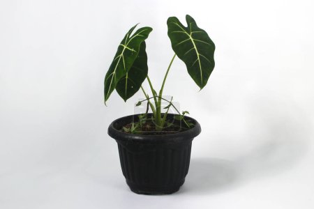 Téléchargez les photos : Alocasia Green Velvet (Alocasia micholitziana Frydek) sur des pots noirs isolés sur fond blanc. - en image libre de droit