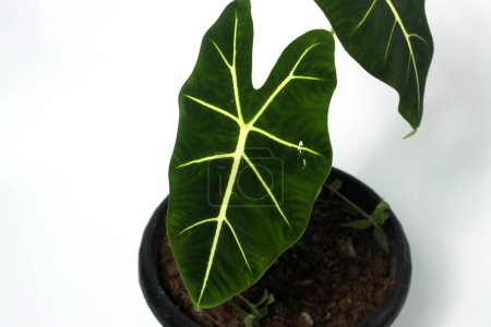 Close-up view of Alocasia Green Velvet (Alocasia micholitziana Frydek) on black pots isolated on white background.