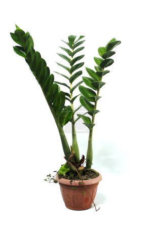 Photo for Zamioculcas on a red pot isolated on white background. Also known as Zanzibar gem, ZZ plant, Zuzu plant, aroid palm, eternity plant, emerald palm, and Pohon Dolar. - Royalty Free Image