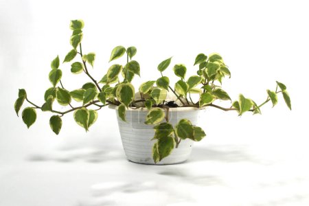 Pothos vines houseplant on white pot isolated on white background.