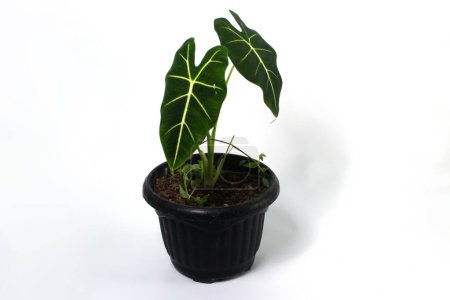 Téléchargez les photos : Alocasia Green Velvet (Alocasia micholitziana Frydek) sur des pots noirs isolés sur fond blanc. - en image libre de droit