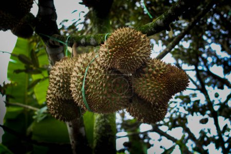 Frische Durian-Früchte hängen an einem Durian-Baum in tropischer asiatischer Umgebung