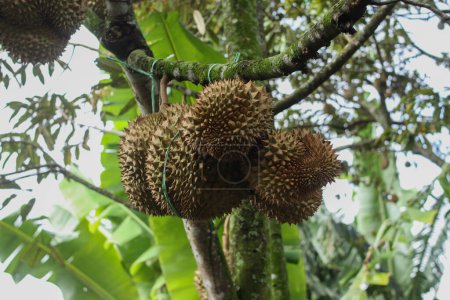 Frische Durian-Früchte hängen an einem Durian-Baum in tropischer asiatischer Umgebung