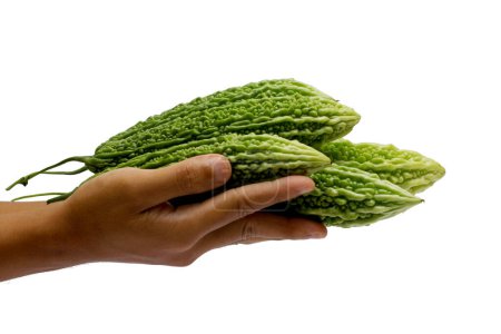 Melon amer (Momordica charantia) tenu à la main. Isolé sur fond blanc.