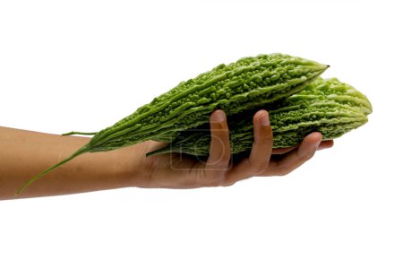 Melon amer (Momordica charantia) tenu à la main. Isolé sur fond blanc.