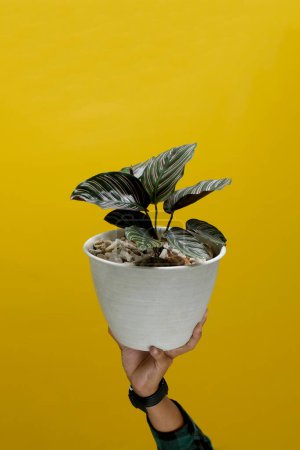 Hand holding a beautiful Pin-stripe Calathea houseplant (Calathea ornata) in a white pot. Isolated on a yellow background.