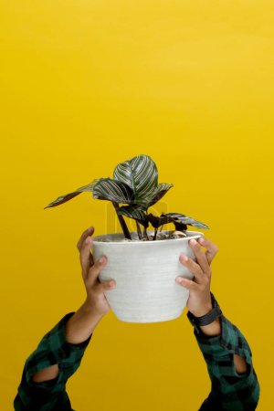 Hand holding a beautiful Pin-stripe Calathea houseplant (Calathea ornata) in a white pot. Isolated on a yellow background.