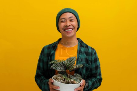 Thrilled Asian man in a beanie and casual clothes excitedly holds a Pin-stripe Calathea (Calathea ornata) houseplant in a white pot. Isolated on a yellow background.