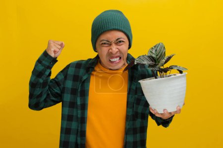 Asian man in a beanie and casual clothes holds a Pin-stripe Calathea (Calathea ornata) houseplant in a white pot. He clenches his fist in frustration at the camera. Isolated on a yellow background.