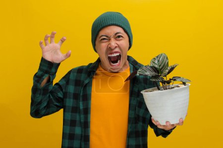 Hombre asiático en un gorro y ropa casual sostiene una planta de interior Pin-stripe Calathea (Calathea ornata) en una olla blanca. Aprieta el puño frustrado ante la cámara. Aislado sobre un fondo amarillo.