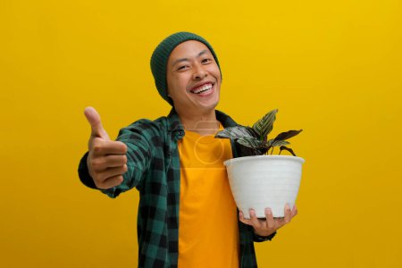 Asian man in a beanie and casual clothes smiles and gives a thumbs up while holding a healthy Pin-stripe Calathea (Calathea ornata) houseplant in a white pot. Isolated on a yellow background.