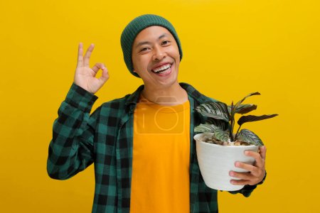 Asian man smiles and gives an OK gesture to the camera, seemingly happy with his Pin-stripe Calathea (Calathea ornata) houseplant in a white pot. Isolated on a yellow background.