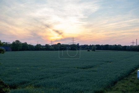Ein Feld blühenden Raps in der Dämmerung. Sonnenuntergang bei Moers, Deutschland.
