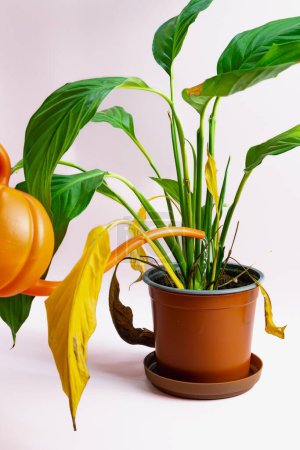 Photo for Watering Decorative home indoor plant spathiphyllum with large green leaves in a brown pot. Caring for house plants. High quality photo - Royalty Free Image