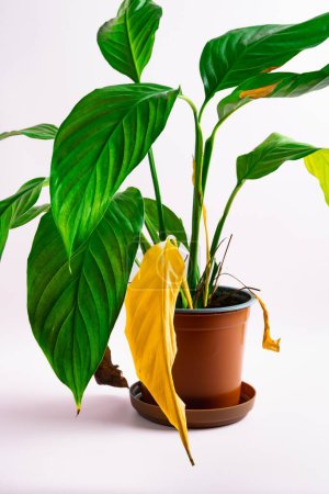 Photo for Caring for house plants. Houseplant spathiphyllum with large green and yellow drying leaves in a brown pot. . High quality photo - Royalty Free Image