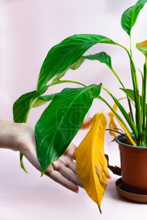 Photo for Caring for house plants. A womans hand holds a yellow leaf of a home decorative plant spathiphyllum planted in a pot. High quality photo - Royalty Free Image