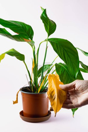 Photo for A womans hand holds a yellow spathiphyllum leaf planted in a pot. Caring for house plants. High quality photo - Royalty Free Image