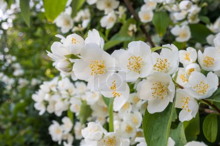 Téléchargez les photos : Fleurs de jasmin blanc sur un fond flou gros plan. Photo de haute qualité - en image libre de droit