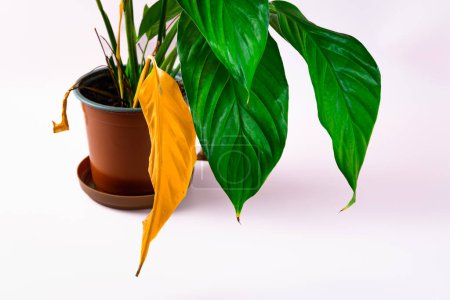 Photo for Houseplant spathiphyllum with large green and yellow drying leaves in a brown pot. Caring for house plants. High quality photo - Royalty Free Image