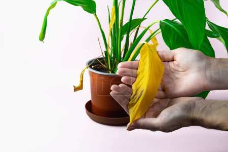 Photo for Female hands hold a yellow leaf of a home ornamental plant spathiphyllum planted in a pot. Caring for house plants. High quality photo - Royalty Free Image