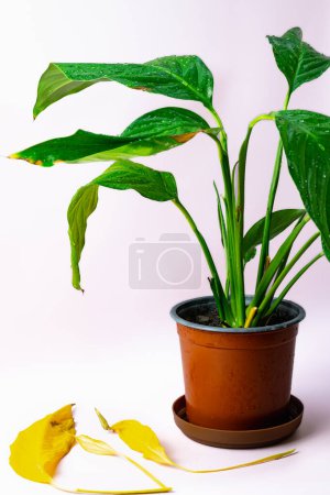 Photo for Decorative home indoor plant spathiphyllum with large green leaves in a brown pot. Caring for house plants. High quality photo - Royalty Free Image