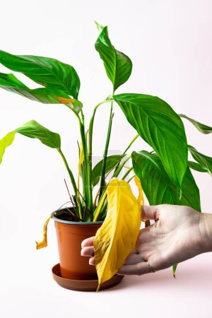 Photo for A womans hand holds a yellow leaf of a home decorative plant spathiphyllum planted in a pot. Caring for house plants. High quality photo - Royalty Free Image