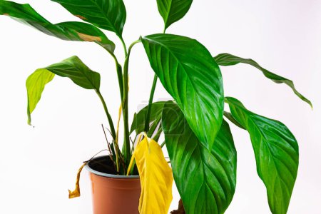 Photo for Decorative indoor plant spathiphyllum with large green and yellow drying leaves in a brown pot. Caring for house plants. High quality photo - Royalty Free Image