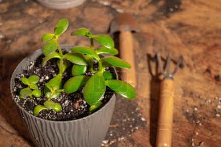 Photo for Transplanting a money tree. Close up of small rake and shovel, money tree, pot on wooden table. Caring for indoor plants. High quality photo - Royalty Free Image