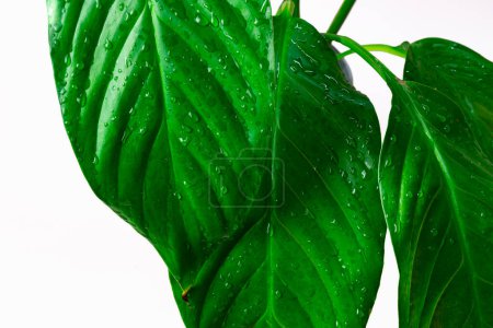 Photo for Large green, wet spathiphyllum leaves isolated on a white background. Caring for house plants. High quality photo - Royalty Free Image