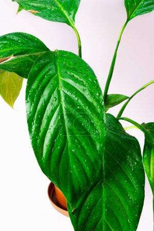 Photo for Large green, wet spathiphyllum leaves. Caring for house plants. Decorative indoor plant in a pot. High quality photo - Royalty Free Image