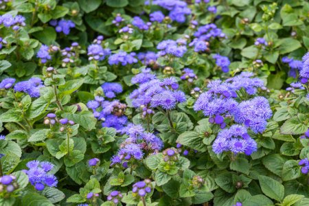 Many blue ageratum flowers, green foliage, closeup. High quality photo