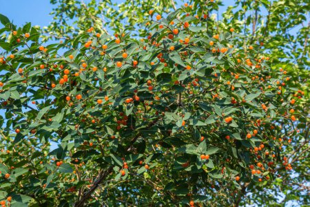 Photo for Green honeysuckle bush with lots of orange berries. High quality photo - Royalty Free Image
