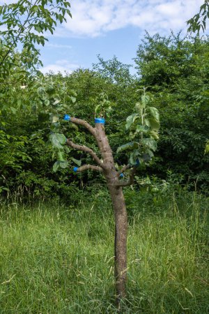 Photo for Grafting a fruit tree in spring. Grafted apple tree in full growth against the background of trees and the sky. High quality photo - Royalty Free Image