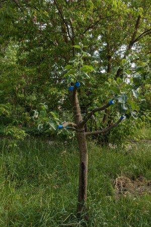 Photo for Grafting a fruit tree in spring. Grafted apple tree in full growth. High quality photo - Royalty Free Image