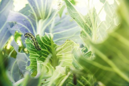 A caterpillar eats a cabbage leaf. Damaged cabbage leaves. Pest in the garden. Spoiled harvest. Shallow depth of field, focus on the caterpilla. High quality photo