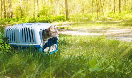 A cat near a cage for transporting pets in the forest in nature. Warm sunlight, pronounced rays of light. Walking pets in the forest. High quality photo
