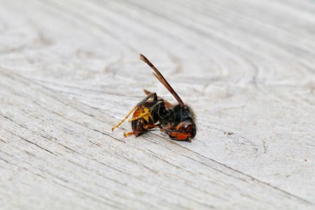 Photo for Cadaver of single asian hornet on a wooden background - Royalty Free Image