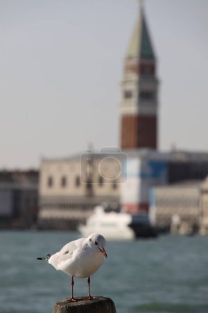 Téléchargez les photos : Mouette assise sur un poteau en bois avec un fond bokeh de la célèbre tour sur la place San Marco à Venise - en image libre de droit