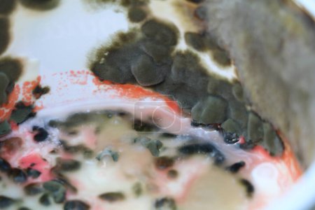 Foto de Crema agria estropeada en un recipiente de plástico cubierto con diferentes tipos de moho - Imagen libre de derechos